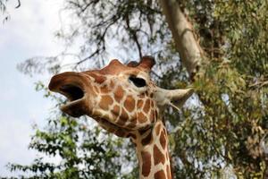 A tall giraffe lives in a zoo in Tel Aviv. photo