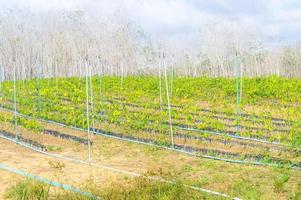 Sprinkler set installed in plantation to provide water to young green plant of rubber tree in Thailand upcountry. Concept of agricultural water system technology or growing water management technology photo