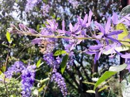 Blossom purple flower of Sandpaper vine, Queens Wreath, Purple Wreath, Petrea volubilis L. photo