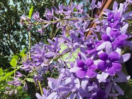 Blossom purple flower of Sandpaper vine, Queens Wreath, Purple Wreath, Petrea volubilis L. photo