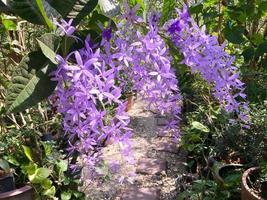 Blossom purple flower of Sandpaper vine, Queens Wreath, Purple Wreath, Petrea volubilis L. photo