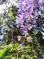 Blossom purple flower of Sandpaper vine, Queens Wreath, Purple Wreath, Petrea volubilis L. photo