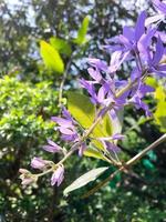 Blossom purple flower of Sandpaper vine, Queens Wreath, Purple Wreath, Petrea volubilis L. photo