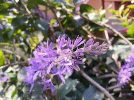 Blossom purple flower of Sandpaper vine, Queens Wreath, Purple Wreath, Petrea volubilis L. photo