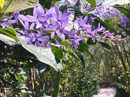 Blossom purple flower of Sandpaper vine, Queens Wreath, Purple Wreath, Petrea volubilis L. photo