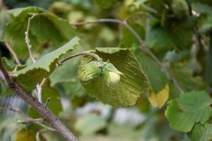 Hazelnut ripening on a branch in the forest. photo