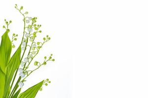 Lily of the valley flower on white background. photo