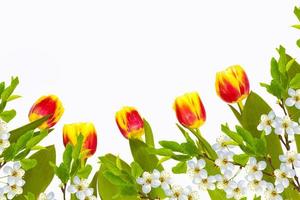 Blossoming branch apple, tulips.  Bright colorful spring flowers photo