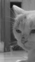 cat monochrome photo domestic cute pet