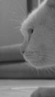 gato retrato monocromo foto Doméstico linda mascota
