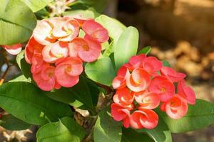 Bouquet of red Crown of Thorns. Ancient Thais believed that this plant a sacred tree Enhance the prosperity for the grower. It also helps prevent danger to people in the house. photo