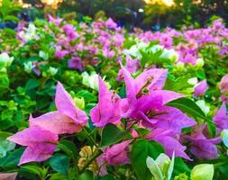 beautiful bougainvillea flower photo