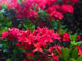 Red Santan Flower photo