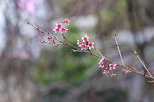 Smooth Focus pink cherry blossoms that are starting to bloom at Baan Hmong Khun Chang Khian in Chiang Mai is popular for tourists to see beautiful pink cherry blossoms blooming every winter photo