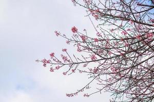 Smooth Focus pink cherry blossoms that are starting to bloom at Baan Hmong Khun Chang Khian in Chiang Mai is popular for tourists to see beautiful pink cherry blossoms blooming every winter photo