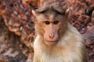 Bonnet Macaque Monkey in Badami Fort. photo