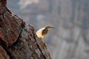 A Pond Heron Sitting on a Rock. photo