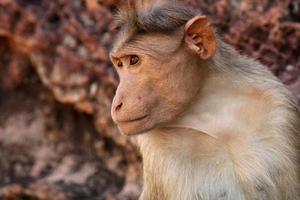 Bonnet Macaque Monkey in Badami Fort. photo