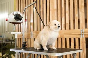 Portrait of little cute dog ready for grooming at pet spa salon photo