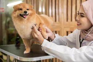 Young female muslim veterinarian with stethoscope examining dog in vet clinic photo