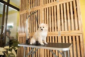 Portrait of little cute dog ready for grooming at pet spa salon photo