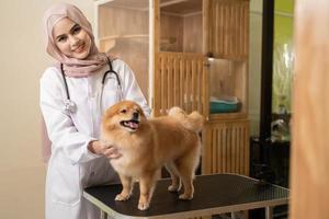 joven hembra musulmán veterinario con estetoscopio examinando perro en veterinario clínica foto