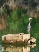 Grey heron Ardea cinerea in Athalassa Lake in Cyprus on a beautiful autumn morning photo