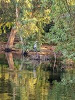 Grey heron Ardea cinerea in Athalassa Lake in Cyprus on a beautiful autumn morning photo