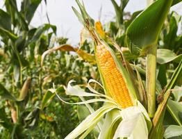 Corn on the stalk photo