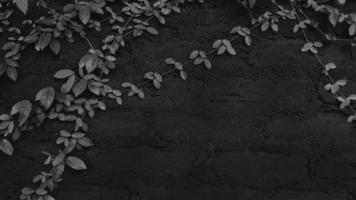 Dark Gray or grey vine, creeping plant on black brick wall background with copy space. Leaves on concrete wallpaper. Structure and Beauty in nature concept. Tree growth on rough floor. photo