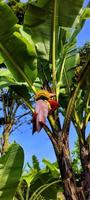 Portrait of a fruiting banana tree. photo