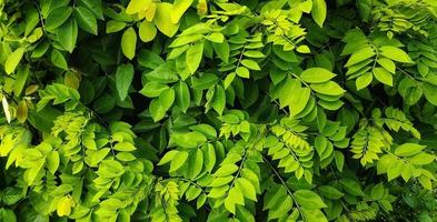 Gliricidia sepium leaves are often used as animal feed such as cattle, goats and sheep. photo