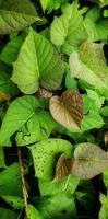 Portrait of Ipomoea batatas or sweet potato plant. photo