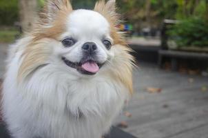 Cute chihuahua smiling face in the park photo