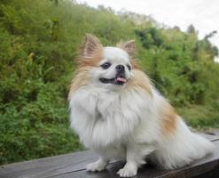 Cute white chihuahua face smiling in the park photo