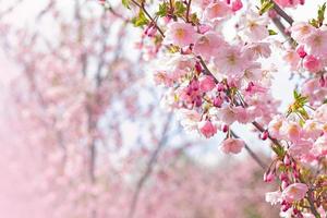 Sakura flowers blooming in the spring garden. Blurred background with gentle bokeh. photo