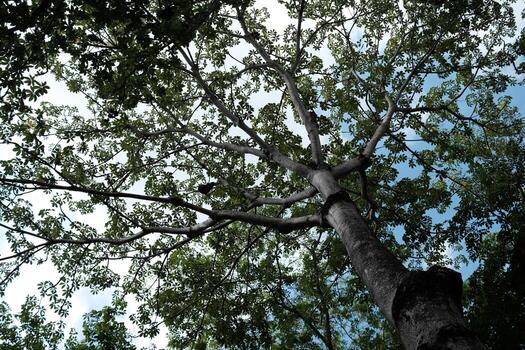 Bottom View of Trees in the Park Background. photo