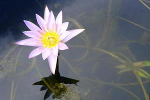 White Lotus in the Pond. photo