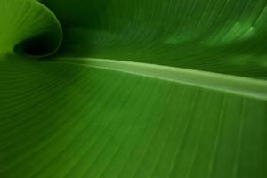 Banana Leaf in Curve Background. photo