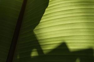 Bottom View of Banana Leaf Texture for Background. photo