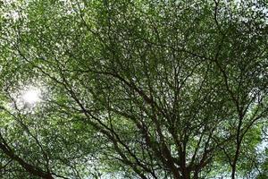 Bottom View of Trees in the Park Background with Sun LIght. photo