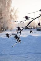 Closeup tree branch covered with frost in winter. photo