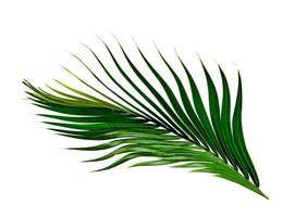 patrón de hojas verdes, palmera de hoja aislada en fondo blanco foto