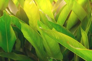 Closeup green leaves on blur background,nature concept photo