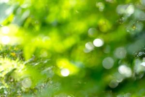 natural green bokeh abstract background,blurred textured photo