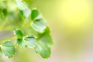 Green leaves pattern for summer or spring season concept,leaf with bokeh textured,nature background photo