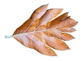 Dry breadfruit leaves pattern isolated on white background,include clipping path photo