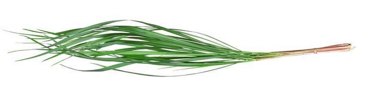 Green leaves pattern of Cymbopogon nardus isolated on white background photo