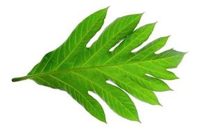 Green leaves pattern,leaf breadfruit isolated on white background,include clipping path photo