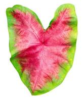 leaves pattern of Caladium or Heart Of Jesus leaf isolated on white background,include clipping path photo